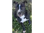 Adopt REMY a Pit Bull Terrier, Mixed Breed