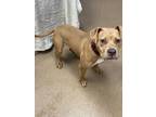 Adopt Everything Bagel - IN FOSTER a Tan/Yellow/Fawn Mixed Breed (Large) / Mixed