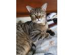 Adopt Mercy a Domestic Shorthair / Mixed (short coat) cat in Decatur