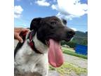 Adopt Lucia a Black - with White Pointer / Mixed dog in Rogersville