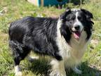 Adopt 0149 Walter PKA Vern a Australian Shepherd / Mixed dog in Ringwood
