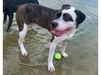 Adopt Ace III a Boxer