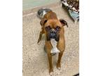 Adopt Walden a Boxer