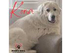 Adopt Kona (Courtesy Post) a Great Pyrenees / Mixed dog in Council Bluffs