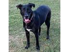 Adopt Emma a Great Dane / Labrador Retriever / Mixed dog in Little Rock