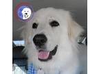 Adopt Sulas a Great Pyrenees