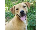 Adopt Rocco a Labrador Retriever / Mountain Cur / Mixed dog in Little Rock