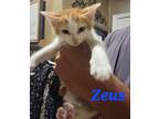 Adopt Zeus a Orange or Red (Mostly) Domestic Shorthair (short coat) cat in