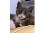 Adopt Four kittens all needing homes a Gray or Blue (Mostly) American Shorthair