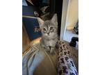 Adopt ALYSSUM a Domestic Shorthair cat in Calimesa, CA (38301258)