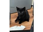 Adopt Dahlia a All Black Domestic Shorthair cat in Calimesa, CA (38311150)