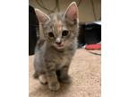 Adopt PRIMROSE a Spotted Tabby/Leopard Spotted Domestic Shorthair cat in
