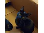Adopt Kawasaki a All Black Domestic Shorthair cat in Wolcott, CT (38302528)