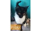 Adopt Mong - Inkblot a Black & White or Tuxedo Domestic Mediumhair / Mixed cat
