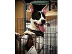 Adopt Paddy a White - with Black American Staffordshire Terrier dog in