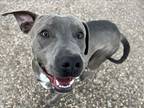 Adopt RUFUS a Staffordshire Bull Terrier, Mixed Breed