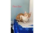 Adopt Pisco Sour a Domestic Mediumhair / Mixed (short coat) cat in El Dorado