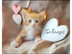 Adopt Schnaps a Domestic Mediumhair / Mixed (short coat) cat in El Dorado