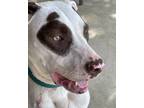 Adopt Speck a Terrier (Unknown Type, Small) / Labrador Retriever / Mixed dog in