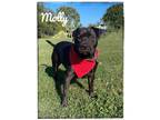 Adopt Molly a Pit Bull Terrier dog in Maryville, TN (38413730)