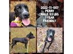 Adopt 2022-11-007 *Perry* a Labrador Retriever / Mixed dog in Winder