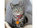 Adopt Lefkada a Domestic Shorthair / Mixed cat in Port Washington, NY (35949761)