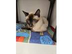 Adopt *Osiris* a Siamese