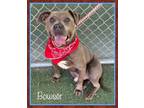 Adopt BOWSER a Gray/Silver/Salt & Pepper - with White Staffordshire Bull Terrier