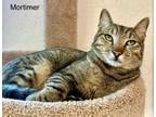 Adopt Mortimer a Tabby, Domestic Short Hair