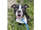 Adopt Ralph in Janitorial Services a Pit Bull Terrier