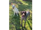 Adopt Joey a German Shorthaired Pointer