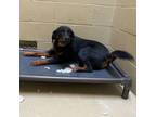 Adopt Hokey Pokey a Coonhound, Hound