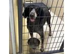 Adopt Blue T. a Bluetick Coonhound