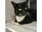 Adopt Oreo a Domestic Short Hair