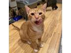 Adopt Tang a Tabby