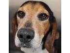 Adopt Valentino a Beagle