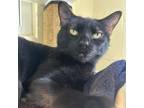 Adopt Hickory a Domestic Short Hair