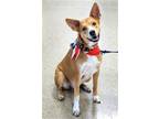 Adopt Remy (formerly Caramel) a Australian Cattle Dog / Blue Heeler