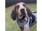 Adopt Ronnie a Bluetick Coonhound