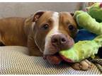 Adopt QUINCEY a Pit Bull Terrier