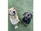 Adopt Dublin and Tucker - Bonded Pair a Rhodesian Ridgeback, Shepherd