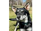 Adopt Oso a Shepherd, Husky