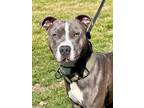 Adopt Nico a Pit Bull Terrier, Mixed Breed