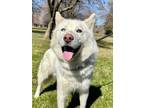 Adopt Freddy a Siberian Husky, Mixed Breed