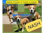 Adopt Nash *Looking for Foster* a Mixed Breed