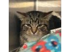 Adopt Bowie a Domestic Short Hair