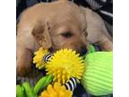 Golden Retriever Puppy for sale in Richmond, TX, USA