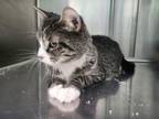 Adopt Mischief a Domestic Short Hair