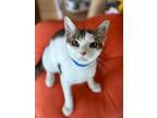 Adopt Noodle a Domestic Short Hair