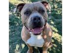 Adopt Titus a Pit Bull Terrier